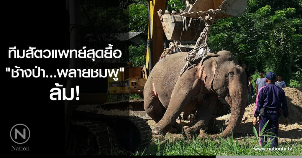ทีมสัตวแพทย์สุดยื้อ "ช้างป่าพลายชมพู"ล้ม