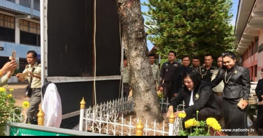 กรมป่าไม้ สนองพระราชปณิธานดูแลต้นสนฉัตร ทรงปลูก