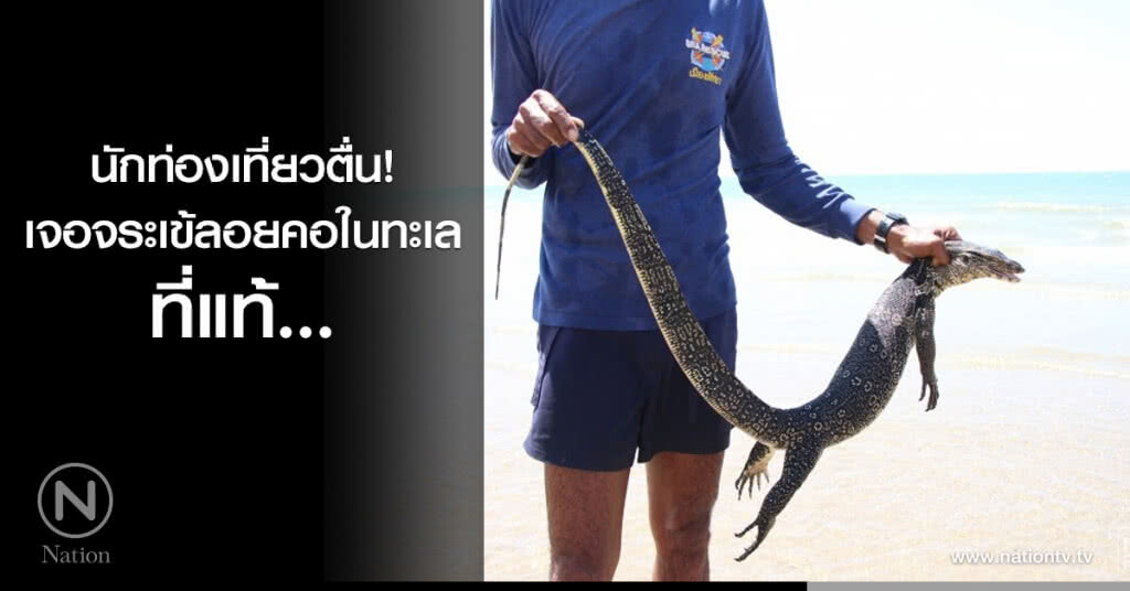 นักท่องเที่ยวตื่น! เจอจระเข้ลอยคอในทะเล ที่แท้... นักท่องเที่ยวตื่น! เจอจระเข้ลอยคอในทะเล ที่แท้...