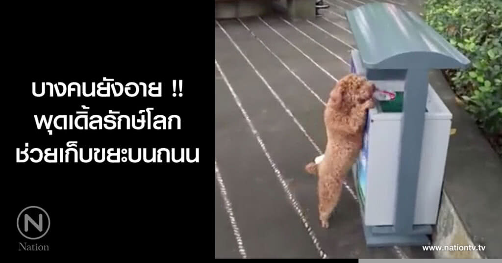 บางคนยังอาย !! พุดเดิ้ลรักษ์โลก ช่วยเก็บขยะบนถนน บางคนยังอาย !! พุดเดิ้ลรักษ์โลก ช่วยเก็บขยะบนถนน
