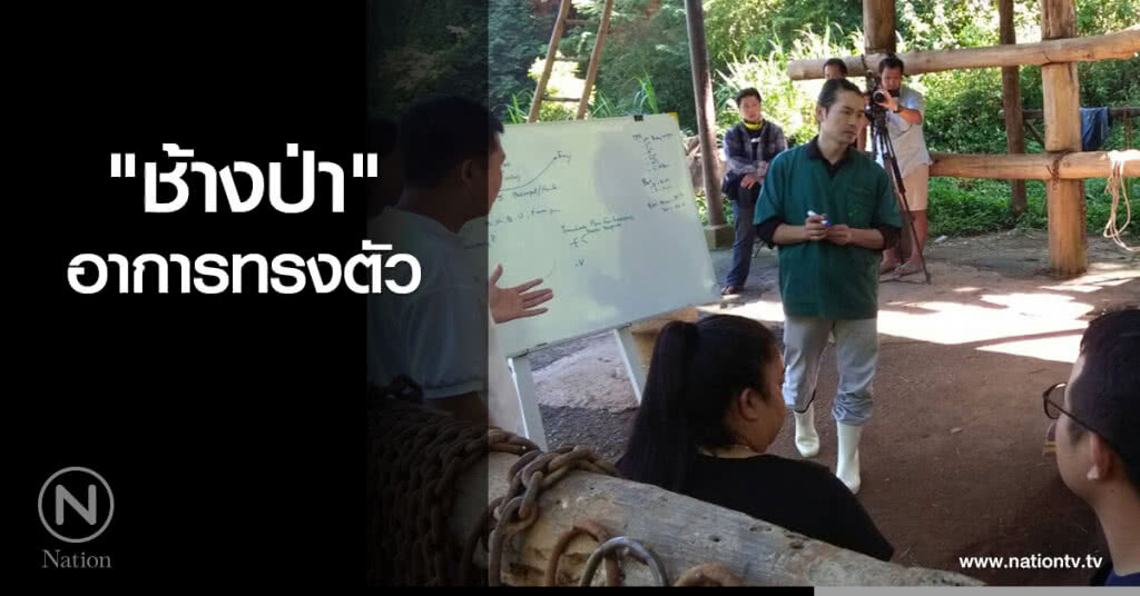 "ช้างป่า" อาการทรงตัว "ช้างป่า" อาการทรงตัว