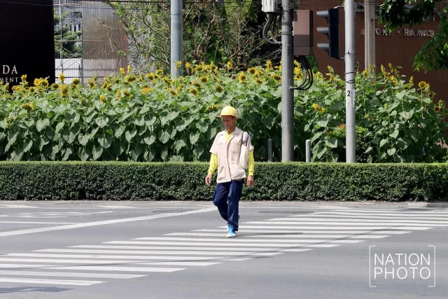 ทุ่งทานตะวันขนาดเล็กกลางกรุง