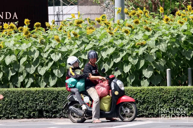 ทุ่งทานตะวันขนาดเล็กกลางกรุง