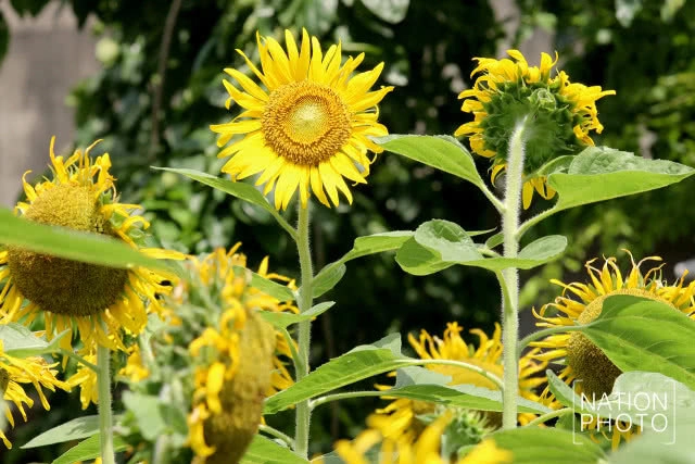 ทุ่งทานตะวันขนาดเล็กกลางกรุง