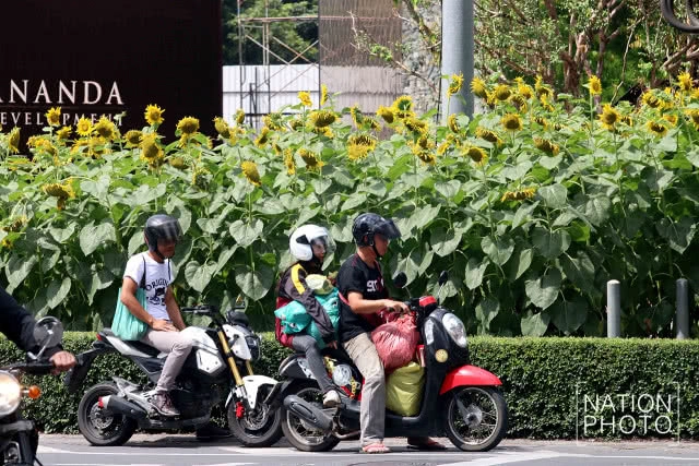 ทุ่งทานตะวันขนาดเล็กกลางกรุง