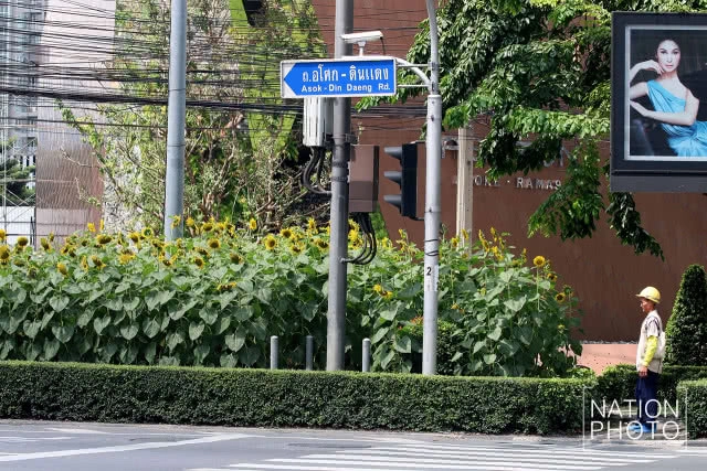 ทุ่งทานตะวันขนาดเล็กกลางกรุง