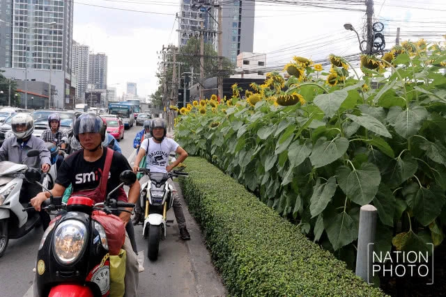 ทุ่งทานตะวันขนาดเล็กกลางกรุง