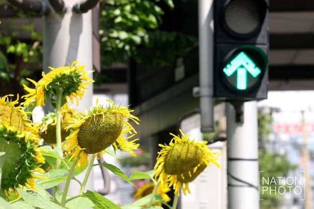 ทุ่งทานตะวันขนาดเล็กกลางกรุง