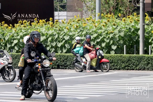 ทุ่งทานตะวันขนาดเล็กกลางกรุง