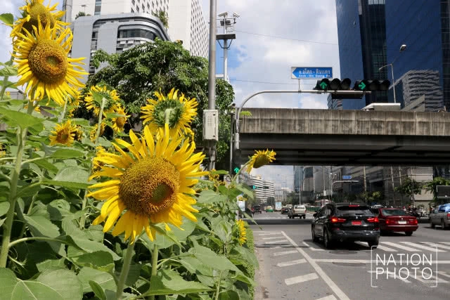 ทุ่งทานตะวันขนาดเล็กกลางกรุง