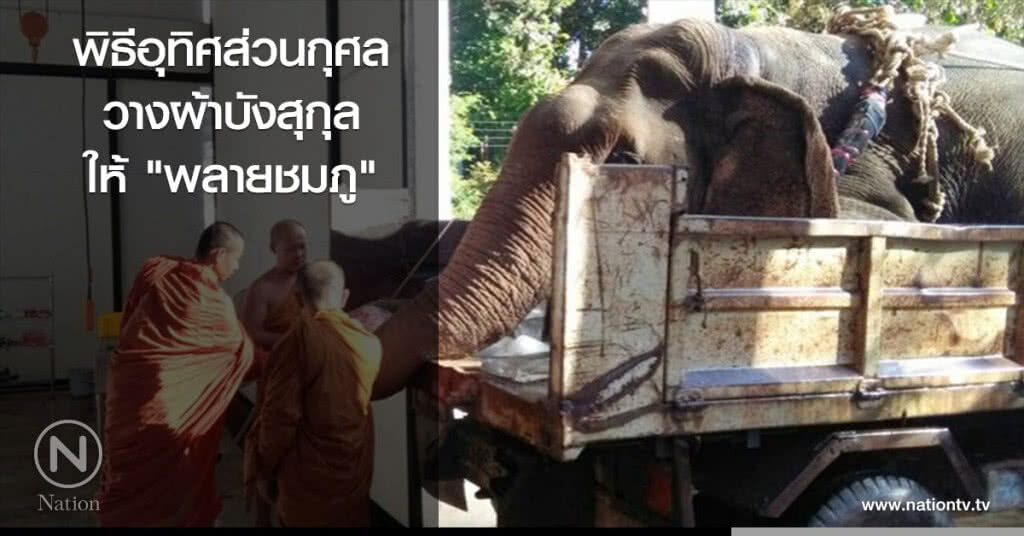 ประกอบพิธีอุทิศส่วนกุศล - วางผ้าบังสุกุลให้ "พลายชมภู"