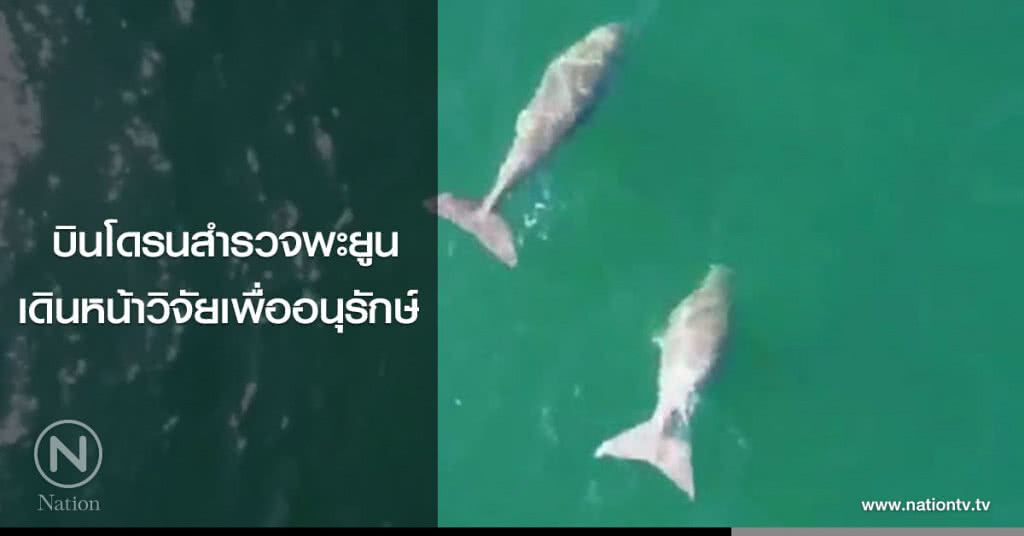 บินโดรนสำรวจพะยูน เดินหน้าวิจัยเพื่ออนุรักษ์