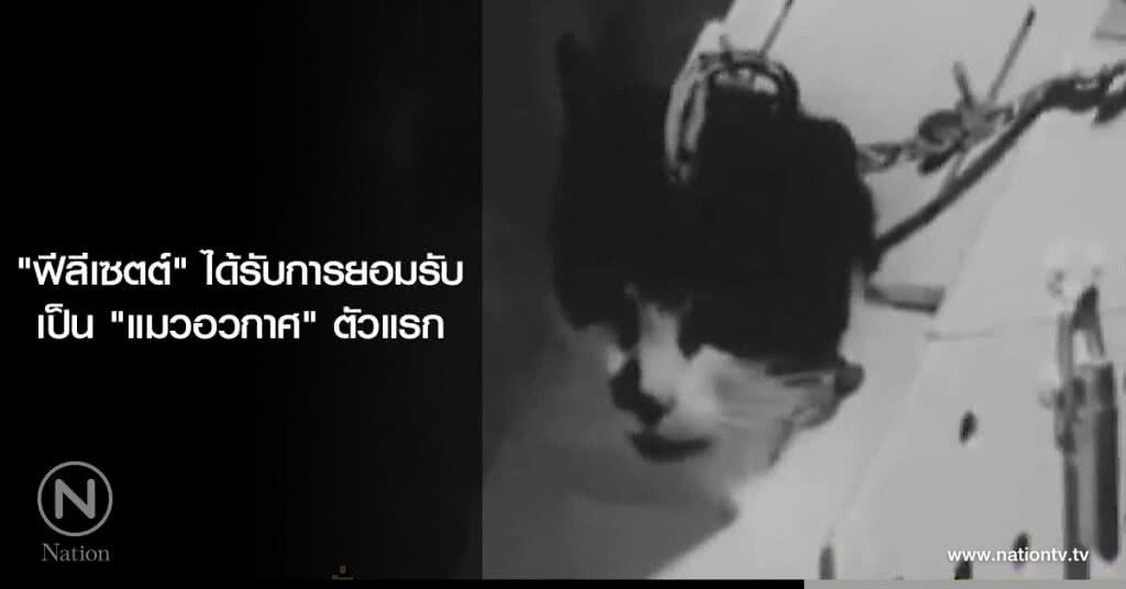"ฟีลีเซตต์" ได้รับการยอมรับ เป็น "แมวอวกาศ" ตัวแรก