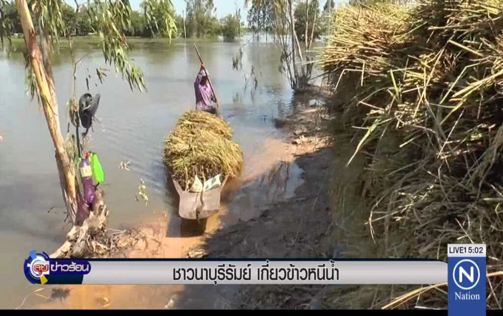ชาวนาบุรีรัมย์ เกี่ยวข้าวหนีน้ำ ชาวนาบุรีรัมย์ เกี่ยวข้าวหนีน้ำ