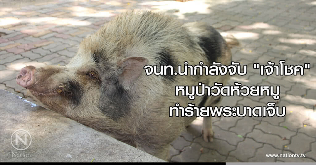 จนท.นำกำลังจับ "เจ้าโชค" หมูป่าวัดห้วยหมูทำร้ายพระบาดเจ็บ