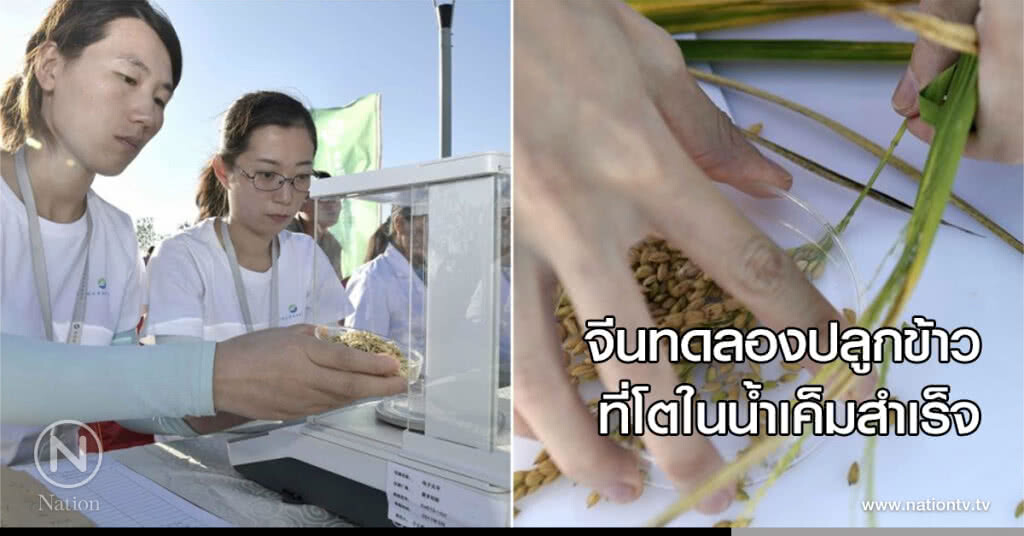 จีนทดลองปลูกข้าวที่โตในน้ำเค็มสำเร็จ จีนทดลองปลูกข้าวที่โตในน้ำเค็มสำเร็จ