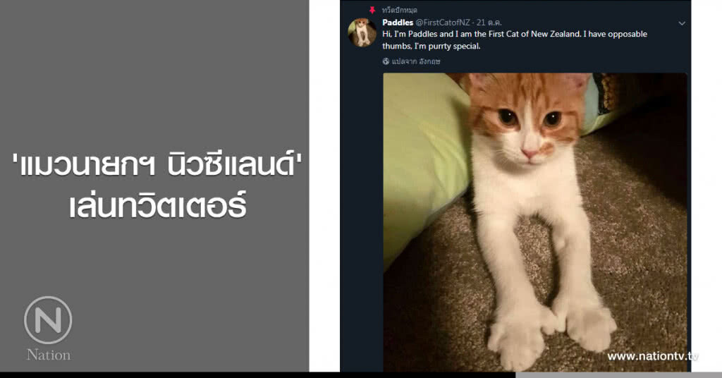 'แมวนายกฯ นิวซีแลนด์ 'เล่นทวิตเตอร์ 'แมวนายกฯ นิวซีแลนด์ 'เล่นทวิตเตอร์