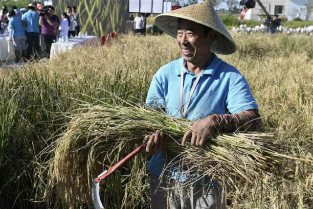 จีนทดลองปลูกข้าวที่โตในน้ำเค็มสำเร็จ