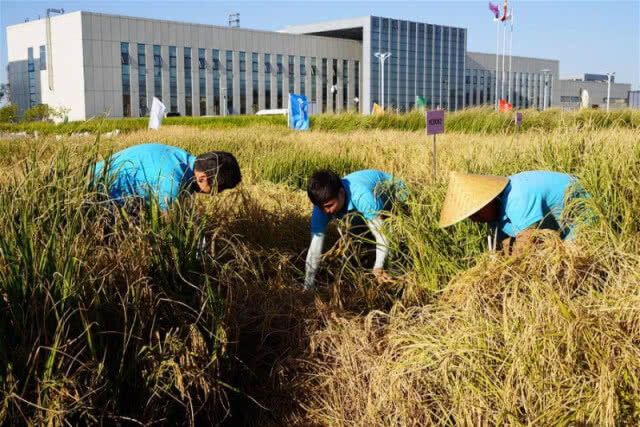 จีนทดลองปลูกข้าวที่โตในน้ำเค็มสำเร็จ