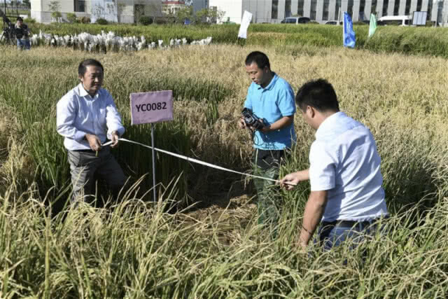 จีนทดลองปลูกข้าวที่โตในน้ำเค็มสำเร็จ