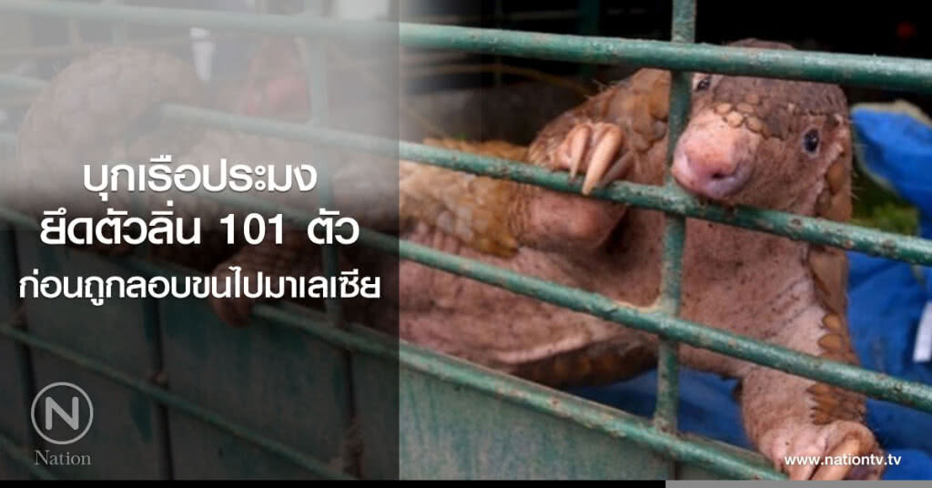 บุกเรือประมง
ยึดตัวลิ่น 101 ตัว ก่อนถูกลอบขนไปมาเลเซีย บุกเรือประมง
ยึดตัวลิ่น 101 ตัว ก่อนถูกลอบขนไปมาเลเซีย