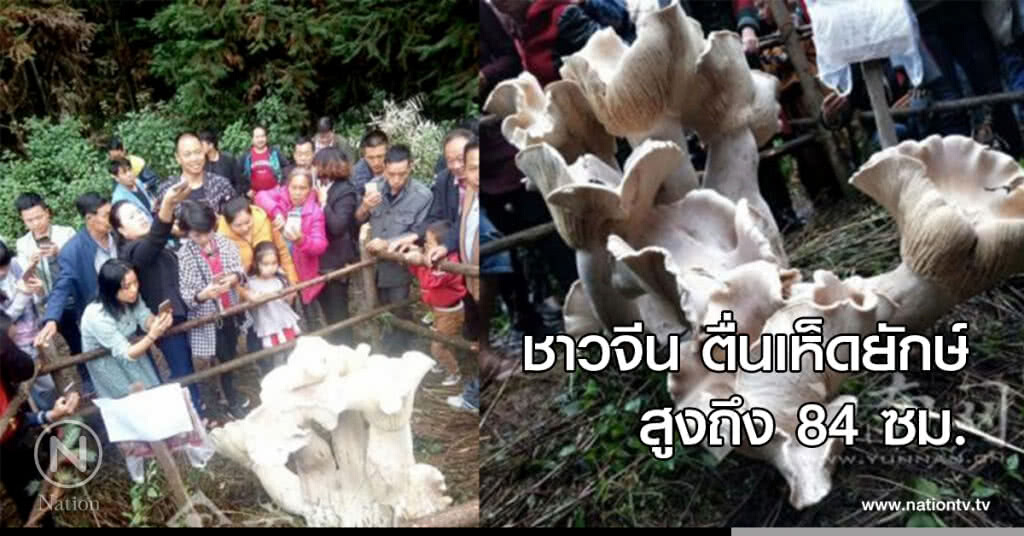 ชาวจีนตื่นเห็ดยักษ์ สูงถึง 84 ซม. ชาวจีนตื่นเห็ดยักษ์ สูงถึง 84 ซม.