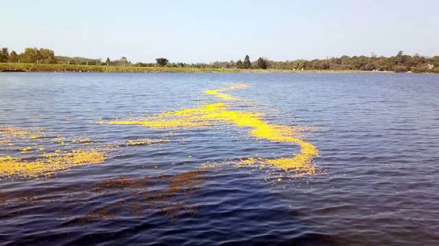 ชาวสระแก้วร่วมพิธีวางดอกไม้จันทน์เกือบ 1.68 แสนคน ดำเนินการลอยอังคารทั่วจังหวัด