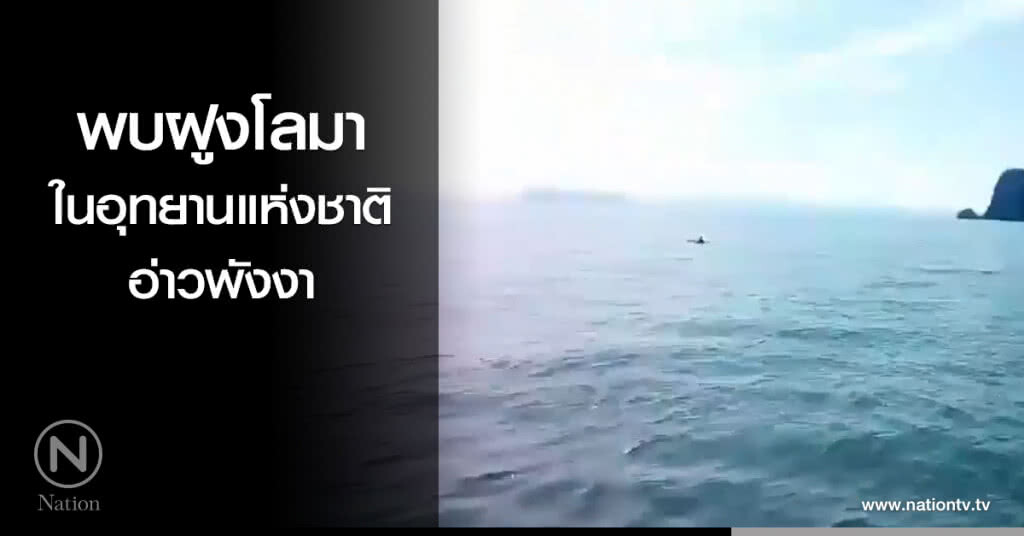พบฝูงโลมาในอุทยานแห่งชาติอ่าวพังงา