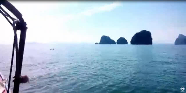 พบฝูงโลมาในอุทยานแห่งชาติอ่าวพังงา