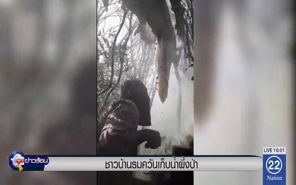 ชาวบ้านรมควันเก็บน้ำผึ้งป่า ชาวบ้านรมควันเก็บน้ำผึ้งป่า