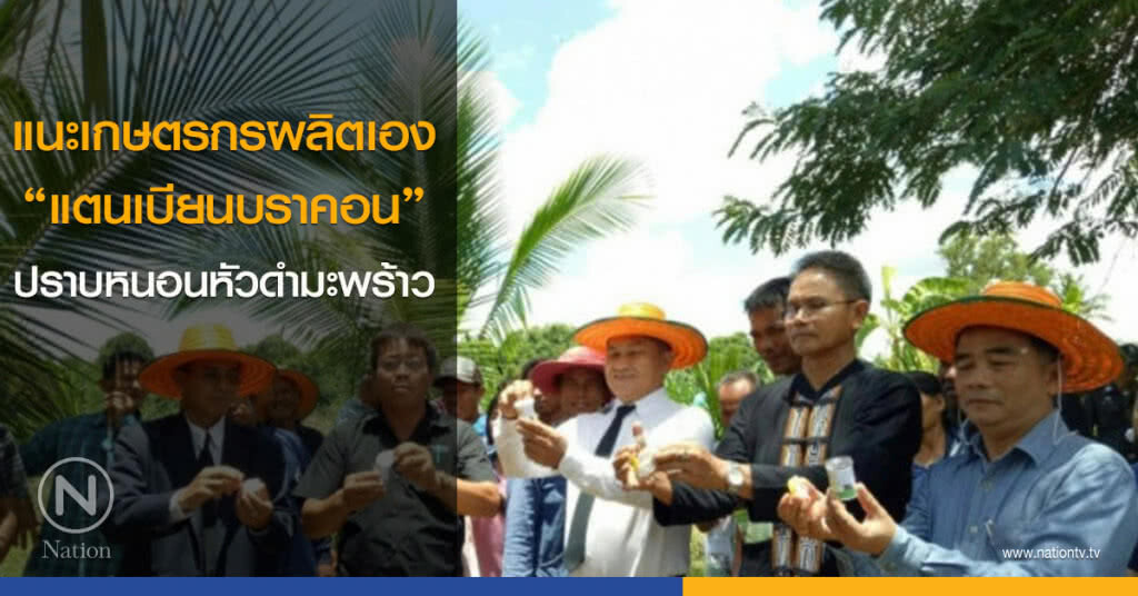 แนะเกษตรกรผลิตเอง"แตนเบียนบราคอน"  ปราบหนอนหัวดำมะพร้าว