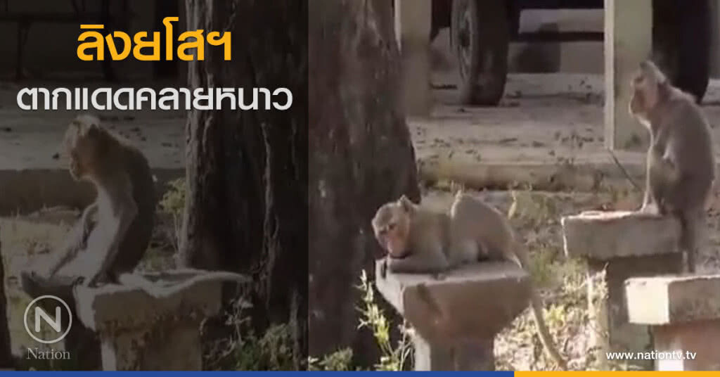 "ลิงแสม" ตากแดดคลายหนาว "ลิงแสม" ตากแดดคลายหนาว
