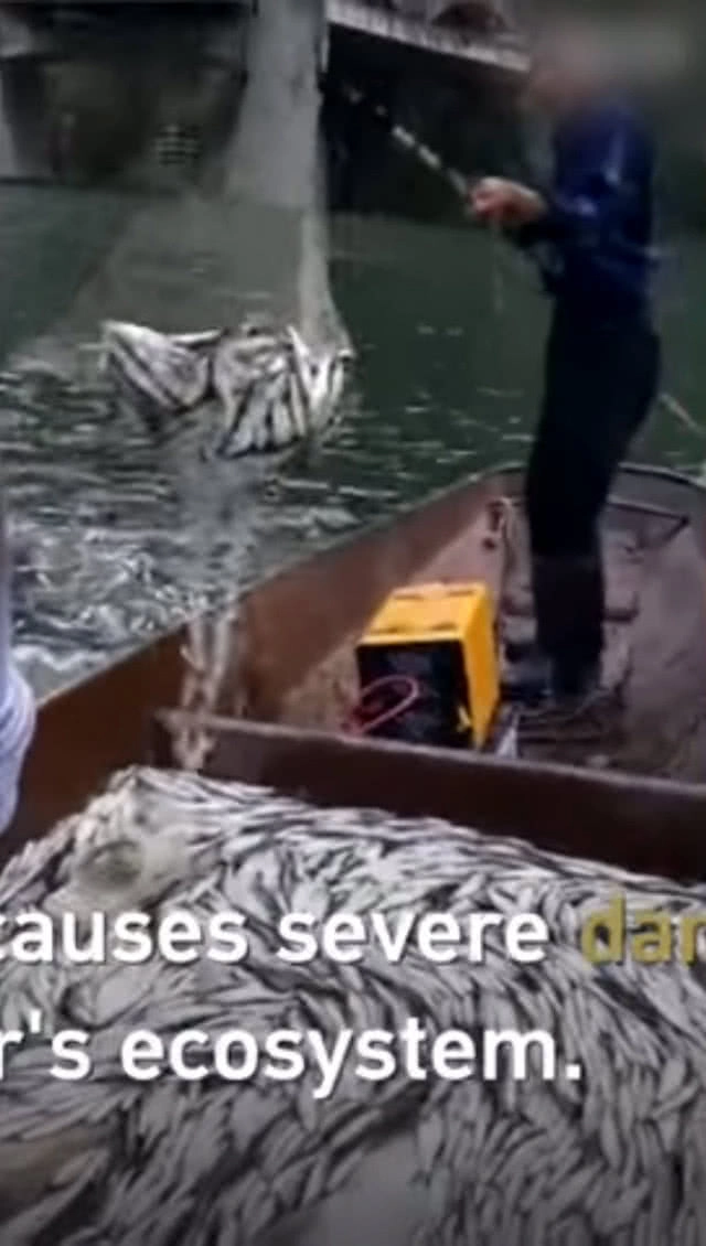 โซเชียลจีนเดือด จับปลาโดยใช้ไฟฟ้าช็อต