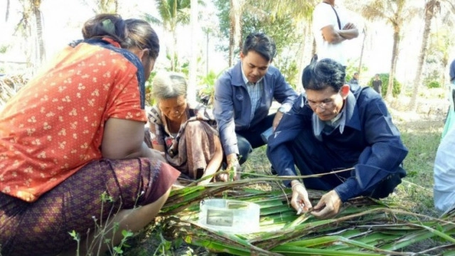 แนะเกษตรกรผลิตเอง"แตนเบียนบราคอน"  ปราบหนอนหัวดำมะพร้าว