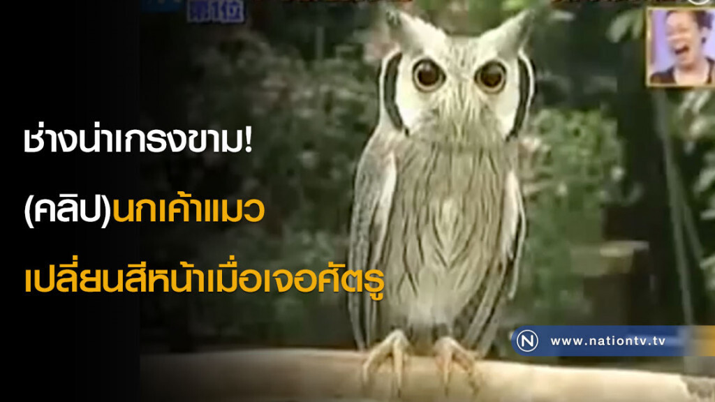 ช่างน่าเกรงขาม! (คลิป)นกเค้าแมวเปลี่ยนสีหน้าเมื่อเจอศัตรู ช่างน่าเกรงขาม! (คลิป)นกเค้าแมวเปลี่ยนสีหน้าเมื่อเจอศัตรู