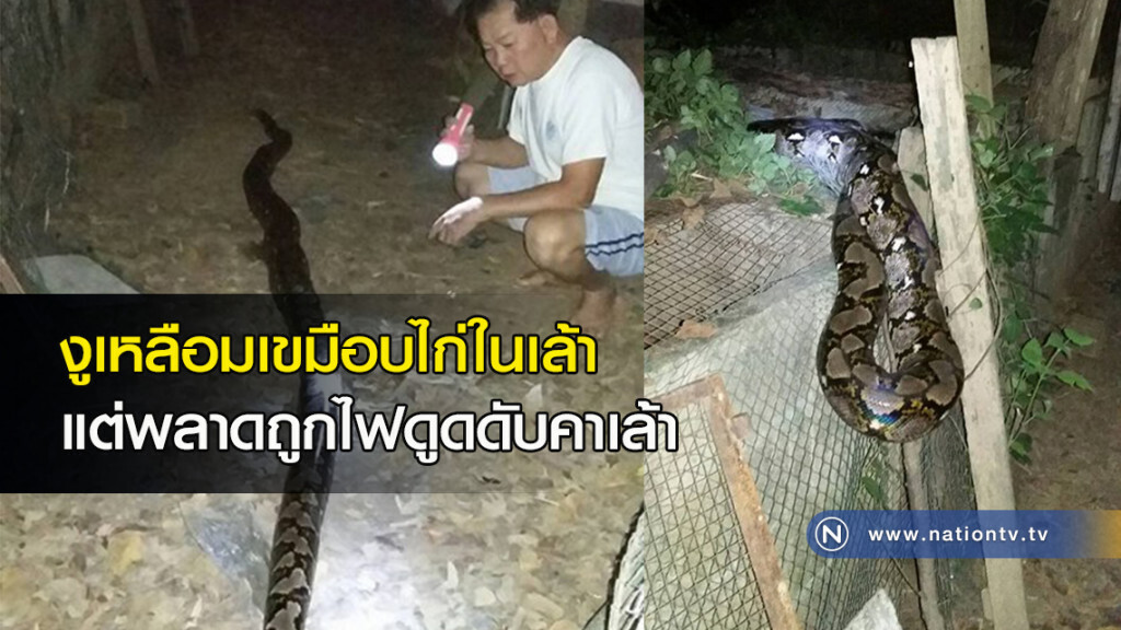 งูเหลือมเขมือบไก่ในเล้า แต่พลาดถูกไฟดูดดับคาเล้า งูเหลือมเขมือบไก่ในเล้า แต่พลาดถูกไฟดูดดับคาเล้า