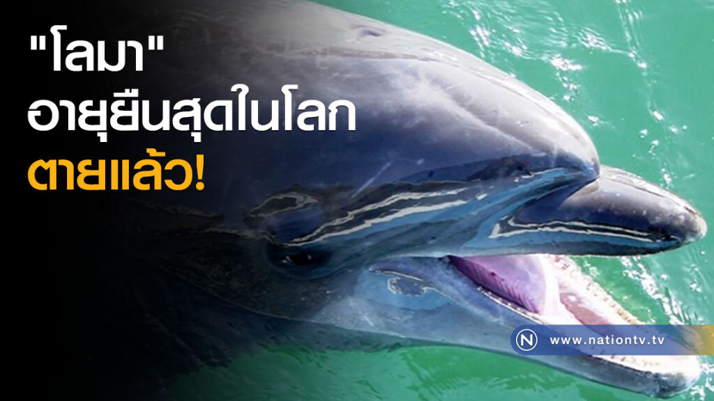 "โลมา" อายุยืนสุดในโลกตายแล้ว! "โลมา" อายุยืนสุดในโลกตายแล้ว!