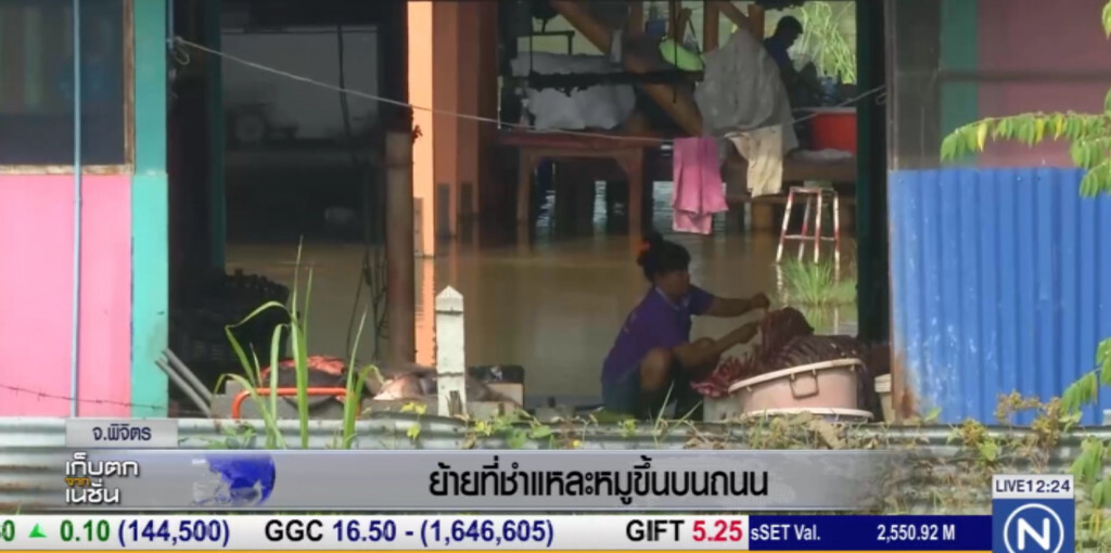 น้ำท่วมพิจิตร ต้องย้ายที่ชำแหละหมู ขึ้นถนน น้ำท่วมพิจิตร ต้องย้ายที่ชำแหละหมู ขึ้นถนน