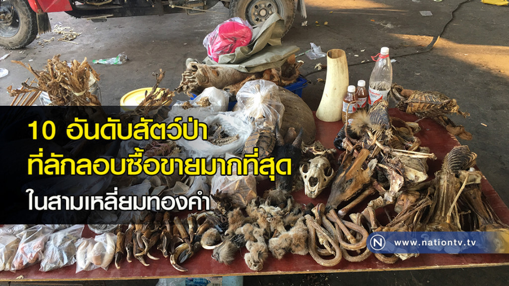 10 อันดับสัตว์ป่า ที่ลักลอบซื้อขายมากที่สุด ในสามเหลี่ยมทองคำ