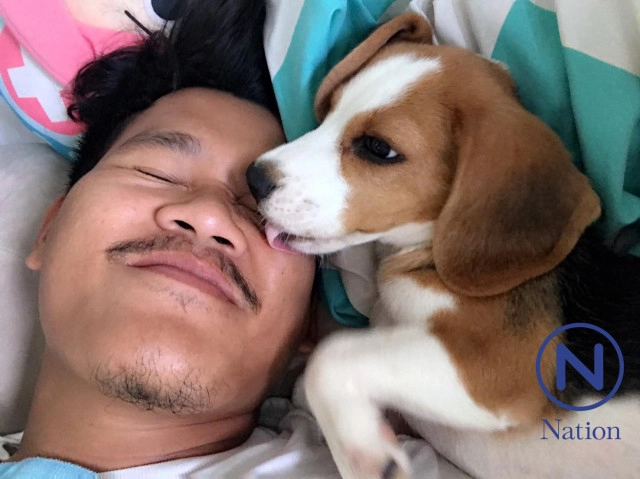 นอนไม่หลับไป 3 วัน! สุนัขพันธุ์บีเกิ้ลหาย ตั้งรางวัลผู้นำมาคืน 1 หมื่นบาท