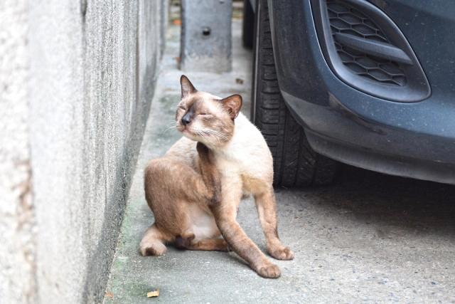 Chic-in : ตลาดน้อย ท่องเที่ยวชมวิถีชุมชนจีนโบราณและประวัติศาสตร์ริมแม่น้ำเจ้าพระยา