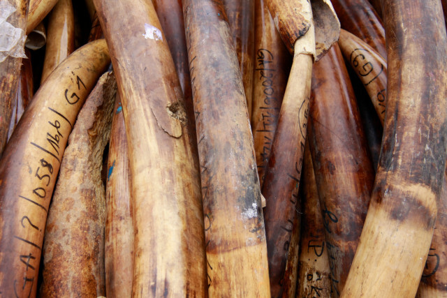10 อันดับสัตว์ป่า ที่ลักลอบซื้อขายมากที่สุด ในสามเหลี่ยมทองคำ