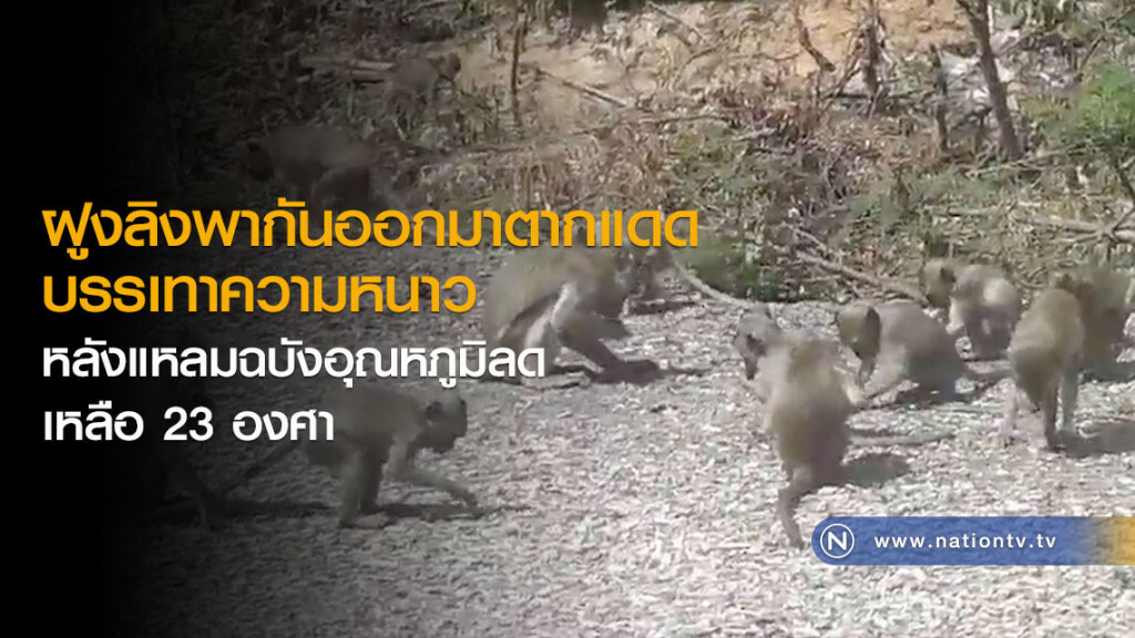 ฝูงลิงพากันออกมาตากแดด บรรเทาความหนาว หลังแหลมฉบังอุณหภูมิลดเหลือ 23 องศา ฝูงลิงพากันออกมาตากแดด บรรเทาความหนาว หลังแหลมฉบังอุณหภูมิลดเหลือ 23 องศา
