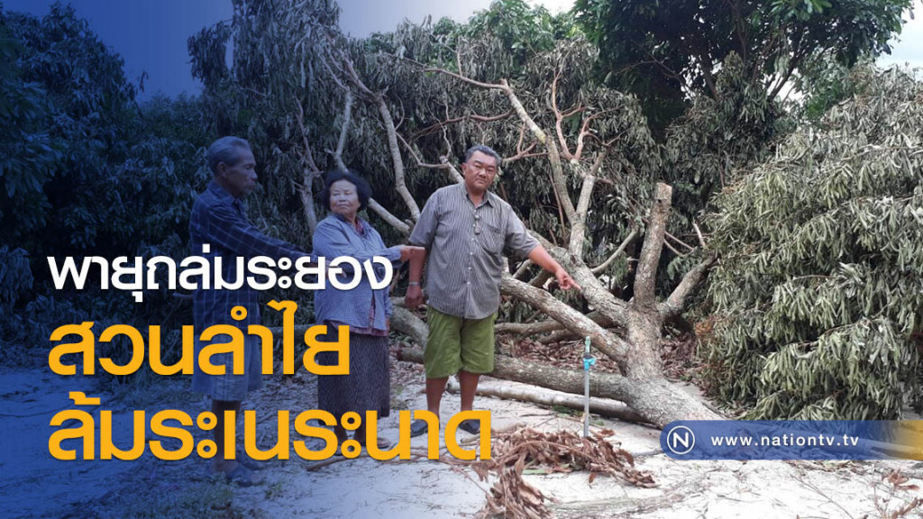 พายุถล่มระยอง
สวนลำไยล้มระเนระนาด