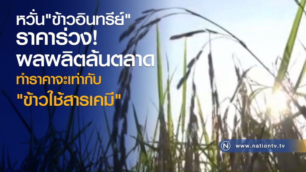 หวั่น "ข้าวอินทรีย์" ราคาร่วง เหตุผลผลิตล้นตลาด หวั่น "ข้าวอินทรีย์" ราคาร่วง เหตุผลผลิตล้นตลาด