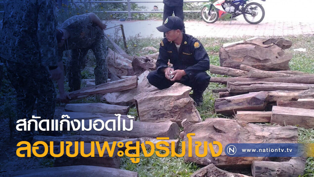 สกัดแก๊งมอดไม้
ลอบขนพะยูงริมโขง สกัดแก๊งมอดไม้
ลอบขนพะยูงริมโขง