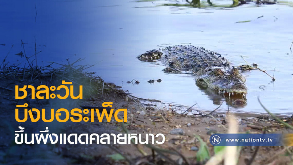 ชาละวันบึงบอระเพ็ด ขึ้นผึ่งแดดคลายหนาว