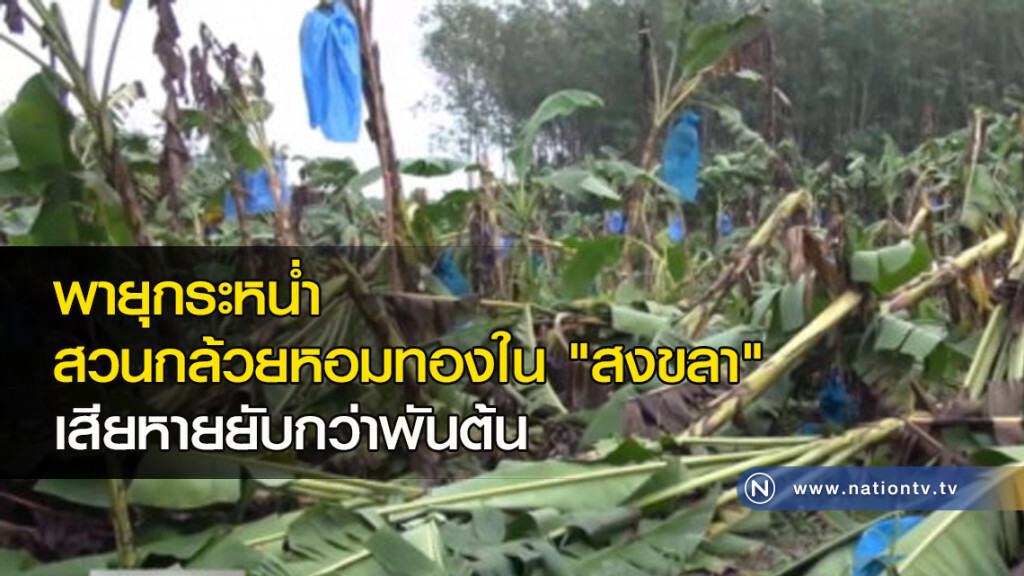 พายุกระหน่ำสวนกล้วยหอมทองใน "สงขลา" เสียหายยับกว่าพันต้น