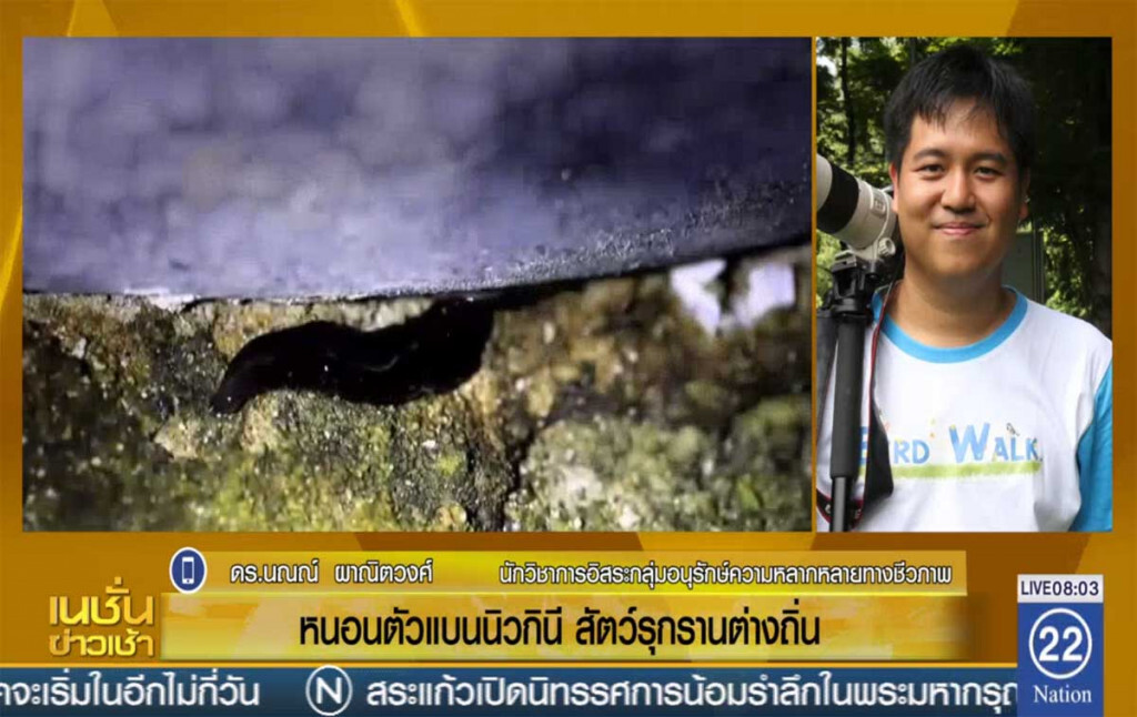 "หนอนตัวแบนนิวกินี" สัตว์รุกรานต่างถิ่น "หนอนตัวแบนนิวกินี" สัตว์รุกรานต่างถิ่น