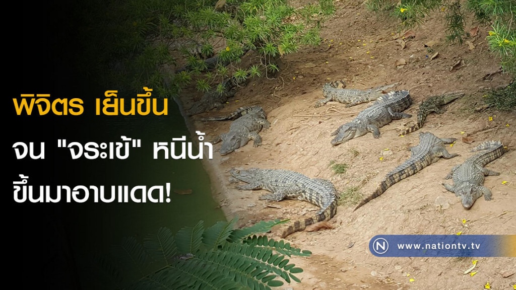 พิจิตร เย็นขึ้น จน "จระเข้" หนีน้ำขึ้นมาอาบแดด! พิจิตร เย็นขึ้น จน "จระเข้" หนีน้ำขึ้นมาอาบแดด!